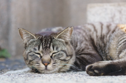 자고 있는 고양이.