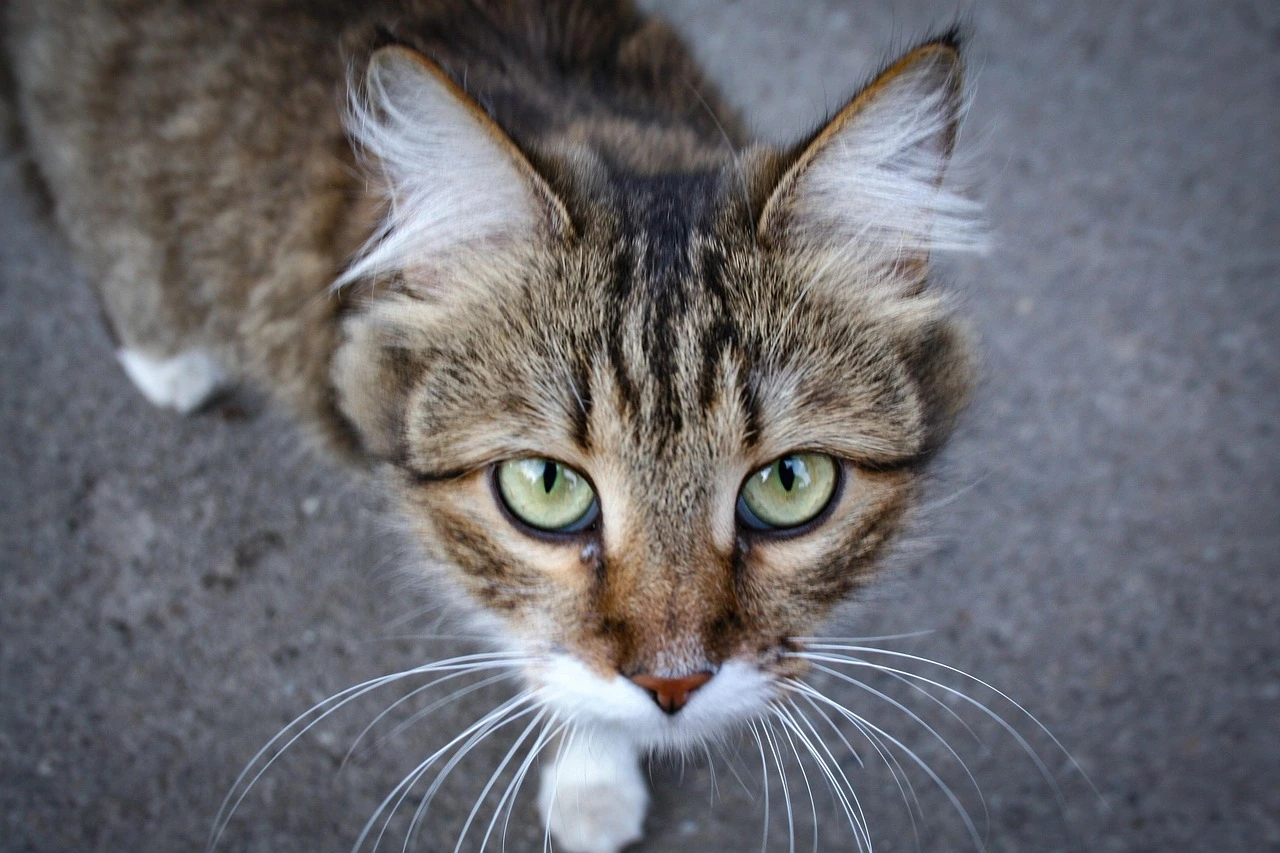 경찰복지포털 이용 안내와 주요 혜택 알아보기