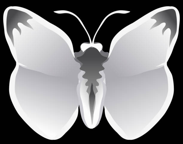 하얀 나비 꿈 해몽