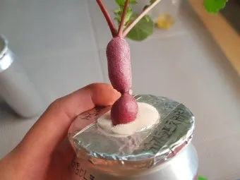 래디시 재배 직파 요령 솎아주기 토양 pH 맞추기_9