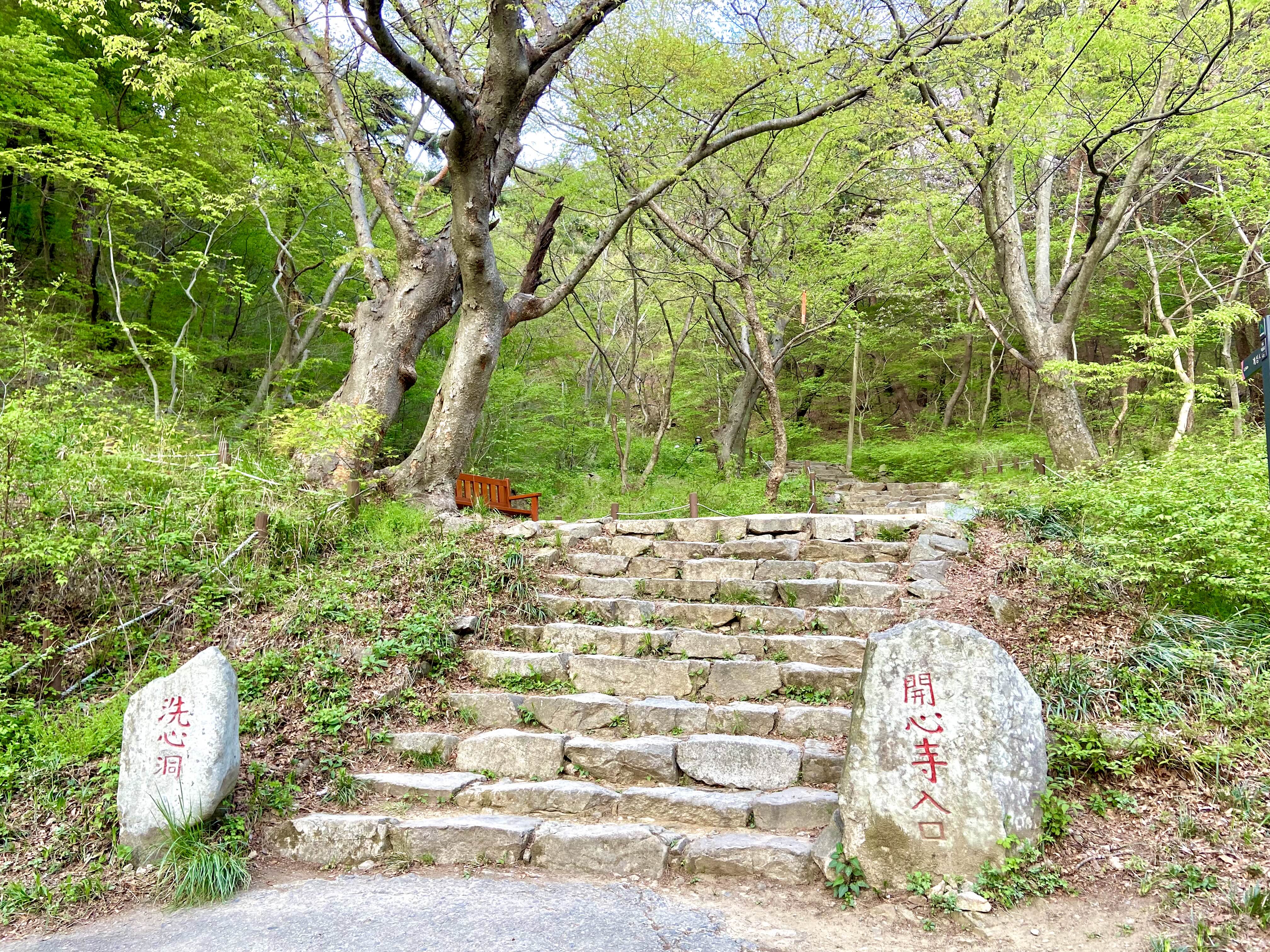서산 겹벚꽃