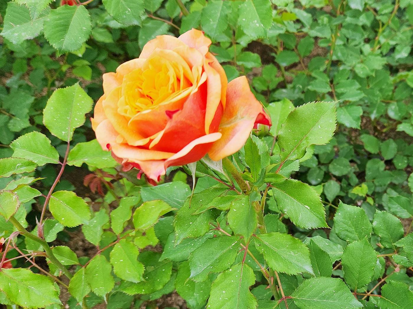 장미 라빌라 코타 La Villa Cotta