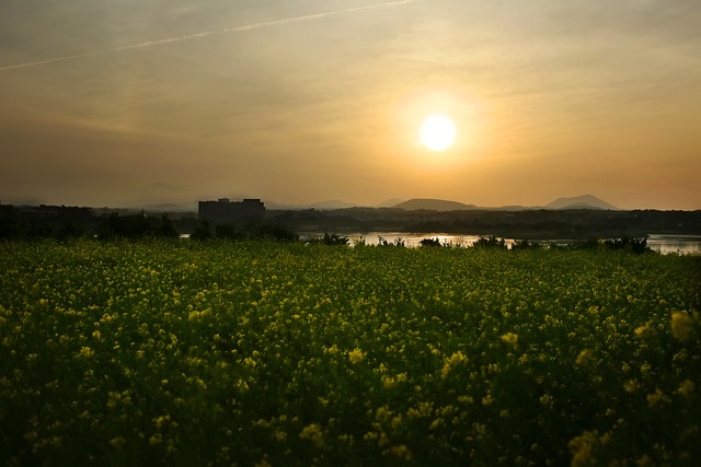 구리 유채꽃 축제 기본정보&amp;#44; 일정&amp;#44; 기간&amp;#44; 출연진 