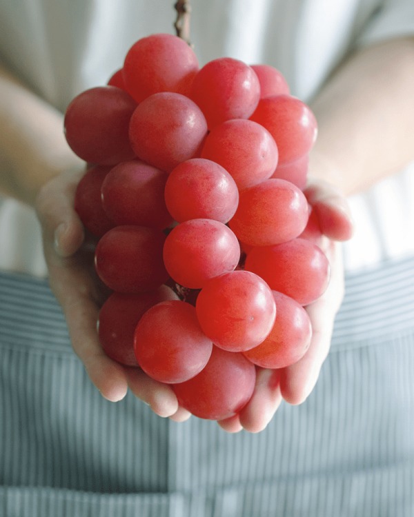 비싼 과일, 루비로만 포도, 매일꿀정보