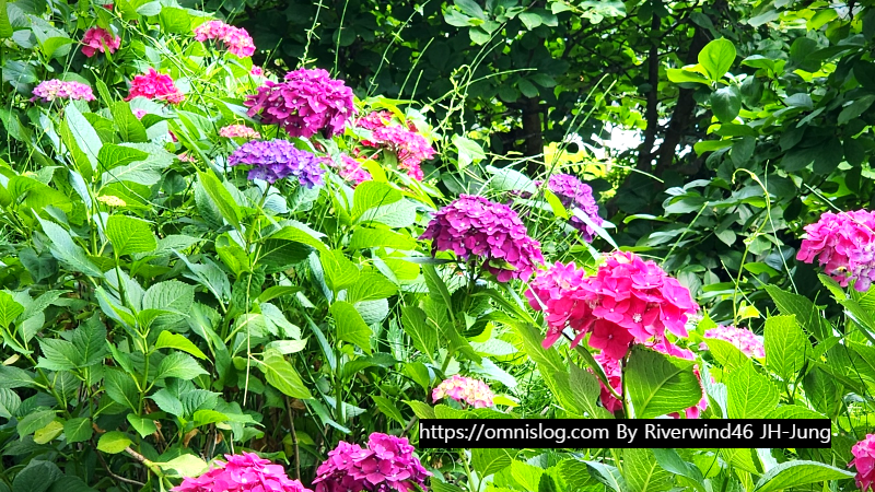 수국 水菊 hydrangea flower