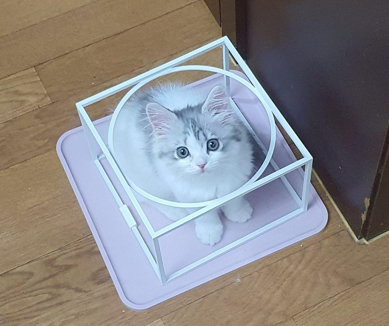 2022.02.28 쿵이는 네모를 좋아해