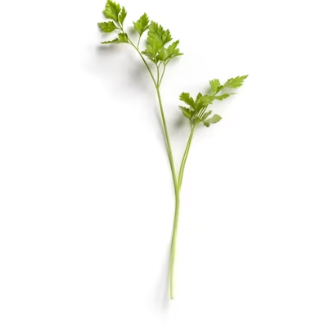 파슬리의 효능 부작용 먹는법 고르는법