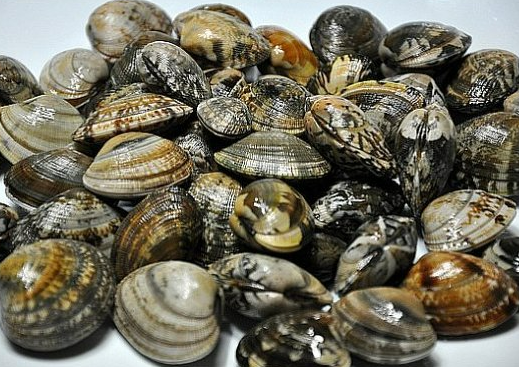 3월에 먹으면 좋은 제철 음식의 종류 Top 10 (봄철 음식) 두릅 냉이 쭈꾸미 취나물 씀바귀 바지락 달래 소라 부추 쑥