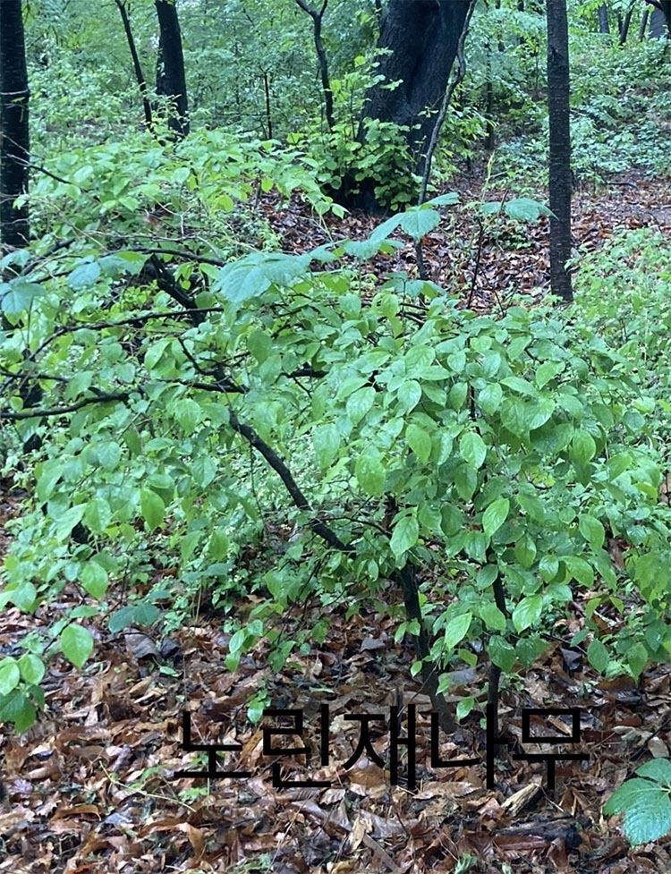 노린재나무