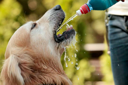 물마시는 강아지