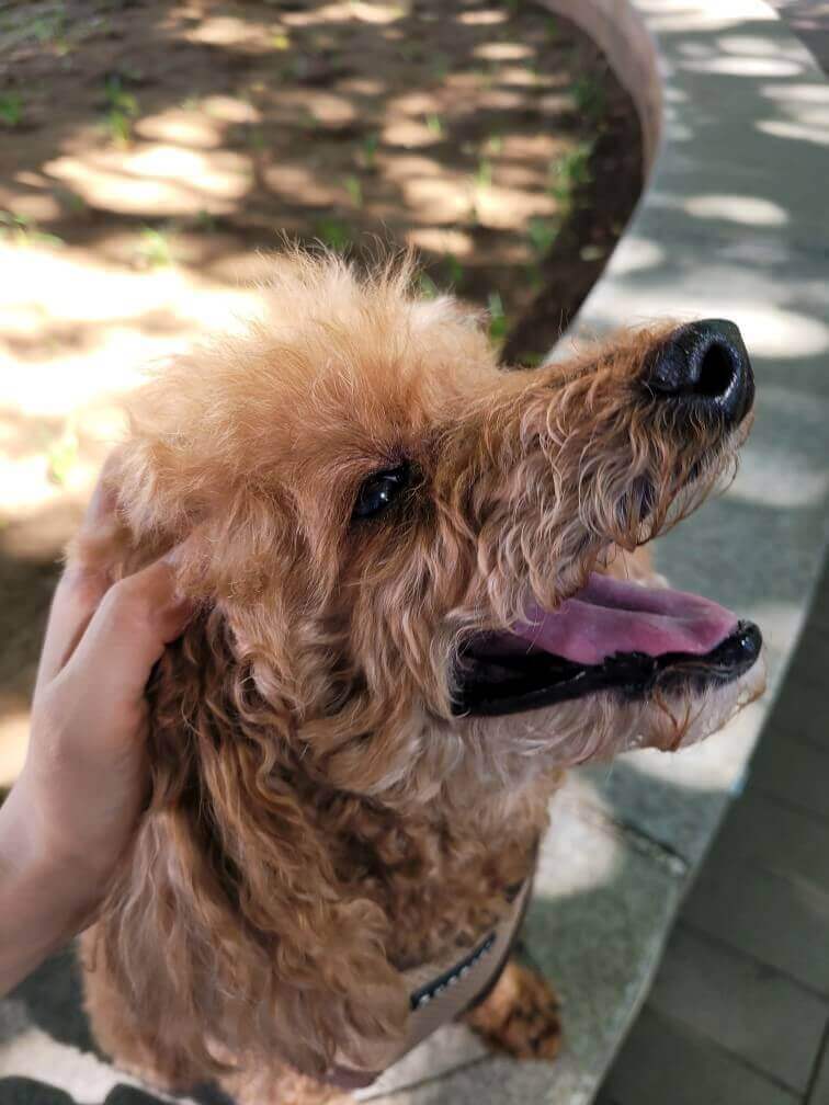 깨무는 강아지 교육