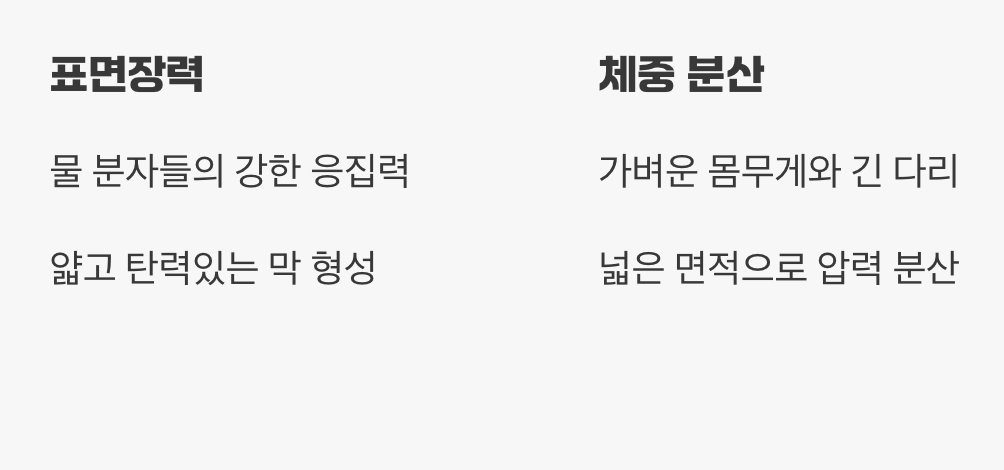 물 위의 보이지 않는 트램펄린