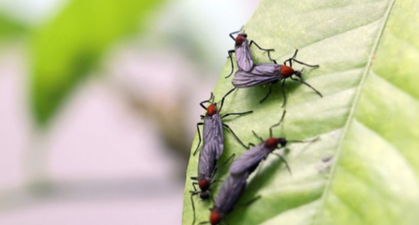 "오늘 러브버그 퍼트리고 왔다":부산 숲에 러브버그 방생! 법적 처벌 가능성은?⚖️