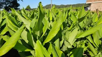 울금 관절 연고 관절통 완화 항염 작용 효능_7