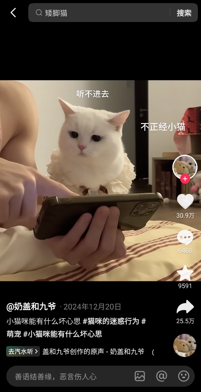 중국어로 고양이 猫