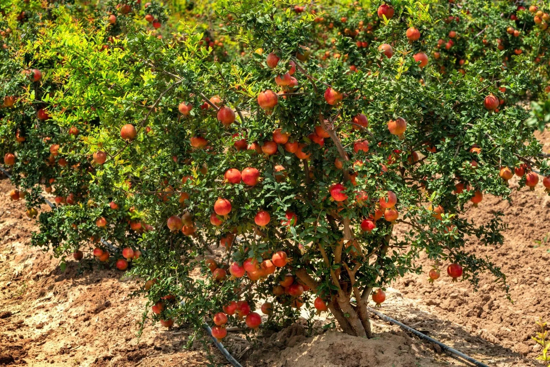 석류 재배 전정 요령 착과 관리 고온 피해 예방_3