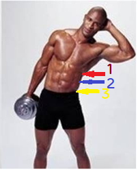 ALT: 덤벨 사이드 밴드 복사근 수축 동작 옆구리 운동