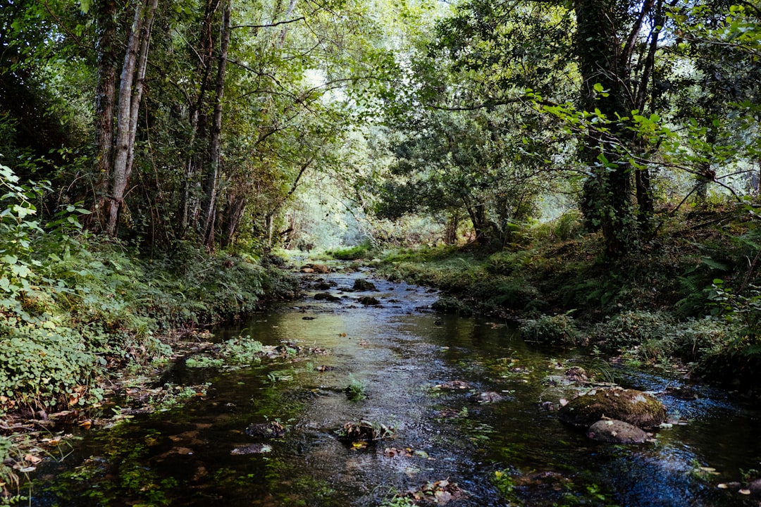 Stream