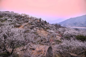 전남 광양 매화 축제