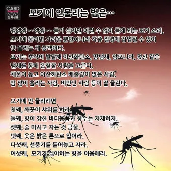 모기 박사님 추천 모기 퇴치법과 여름철 모기 없는 집 만들기 실전 전략_5