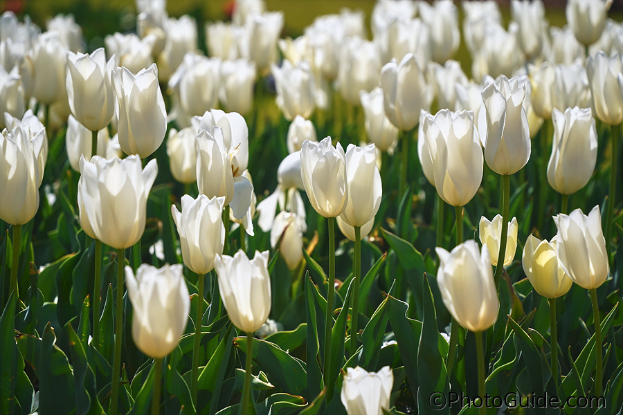 순천만국제정원박람회