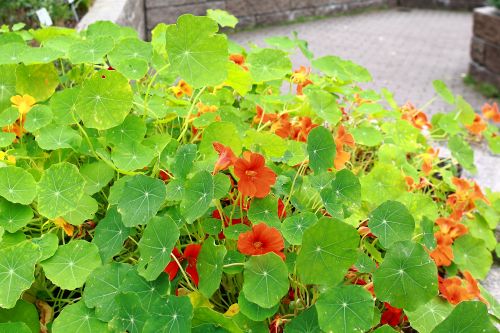 한련화