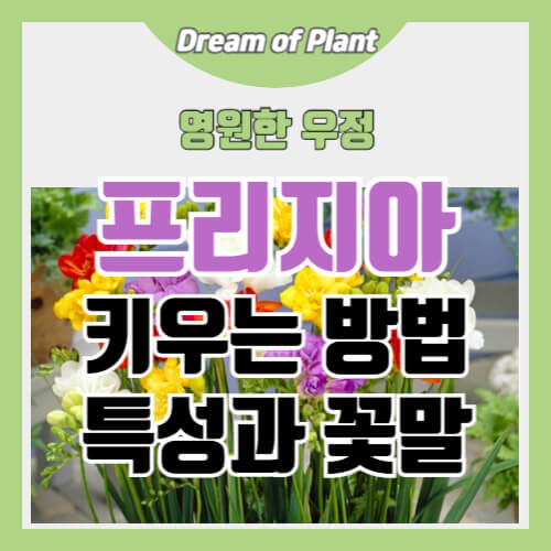 프리지아 키우는 방법 썸네일 이미지