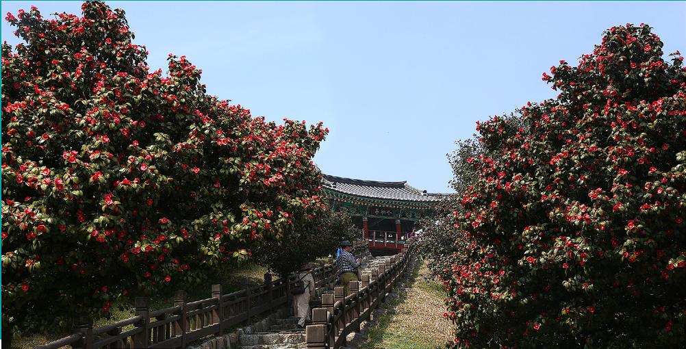 서천 동백꽃 쭈꾸미 축제