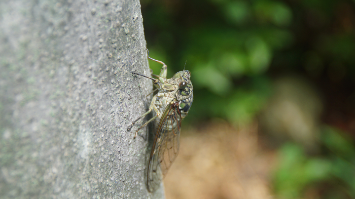 말매미, Korean Blackish Cicada