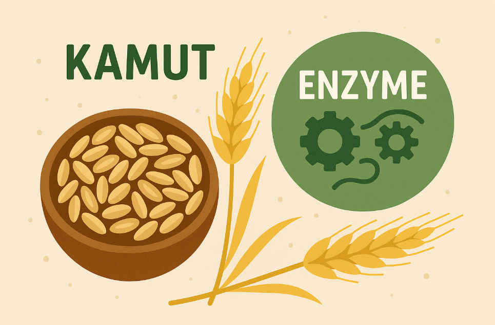 카무트 효소란? 소화·다이어트에 좋은 이유 쉽게 정리