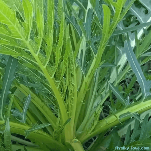 산삼에 견줄 만한 큰 엉겅퀴의 효능