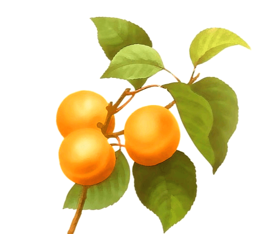 나무 줄기에 황색의 작고 둥그런 개살구 3개가 매달려 있다.