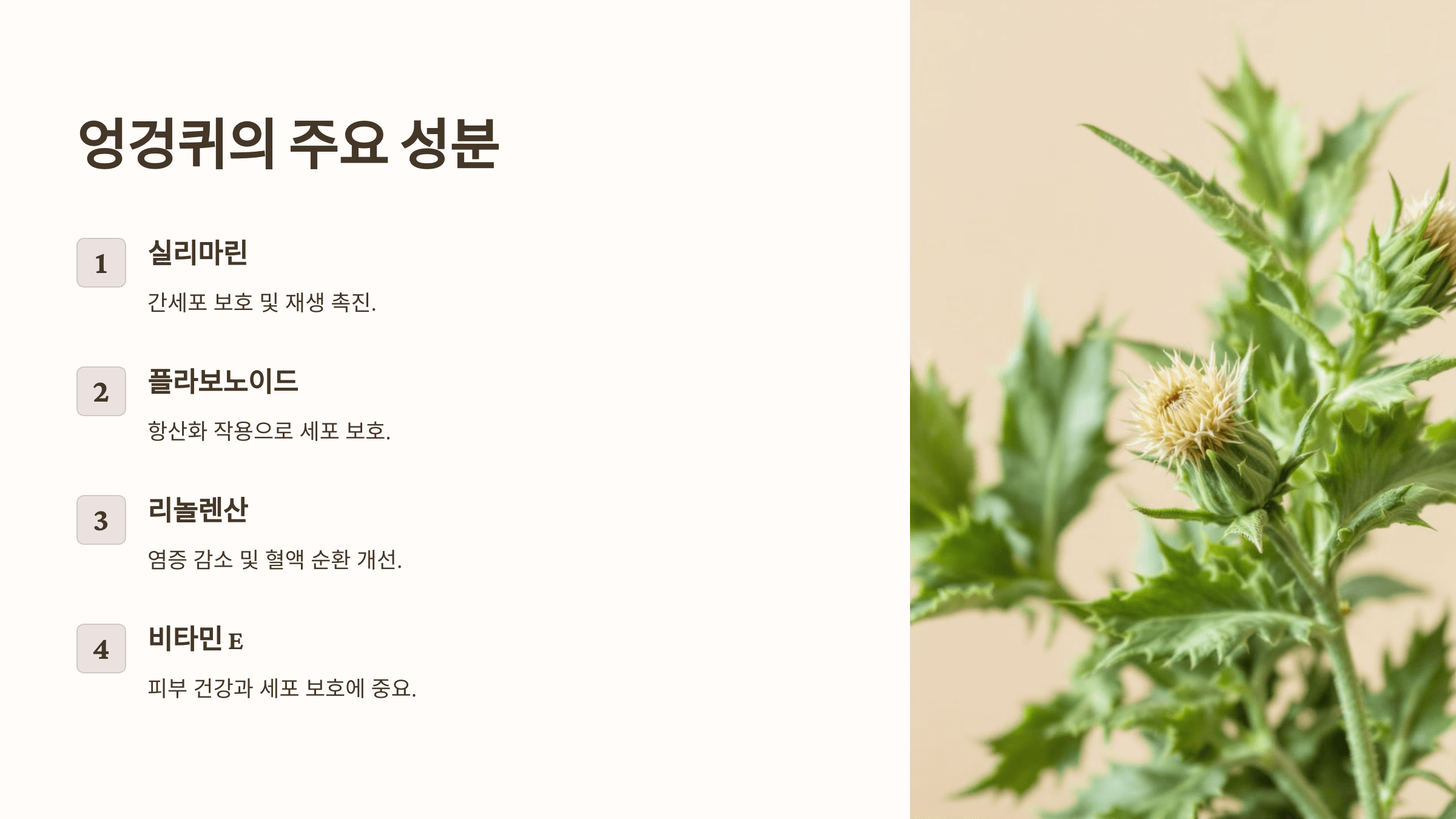 엉겅퀴와 관련된 사진입니다.