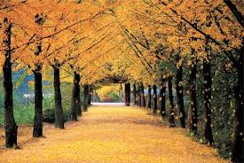 충남 은행나무 길