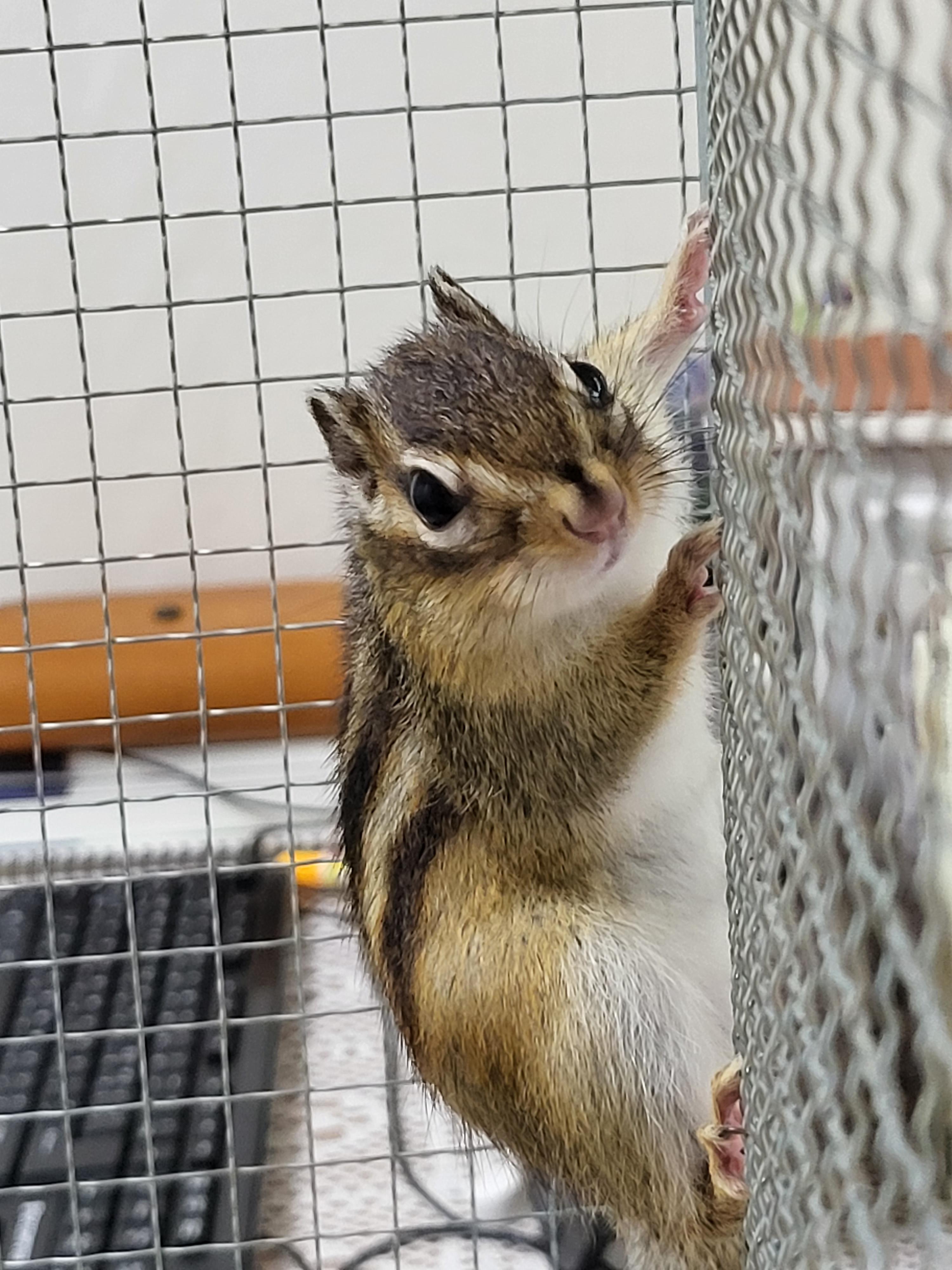 볼에 살이 엄청 붙었습니다.