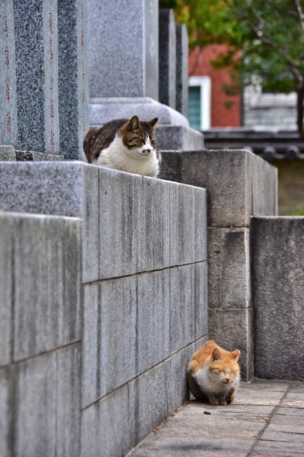 송공단 고양이