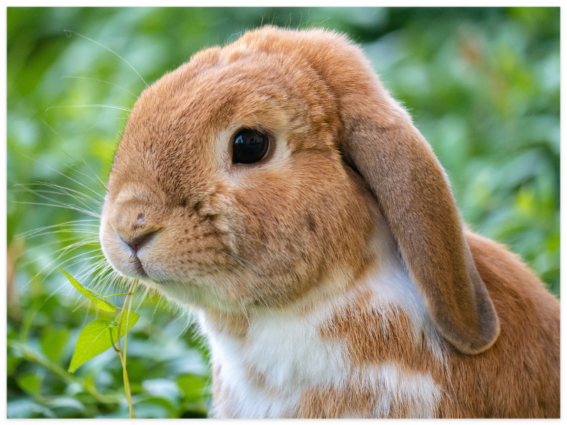 2025년-토끼띠-신년운세