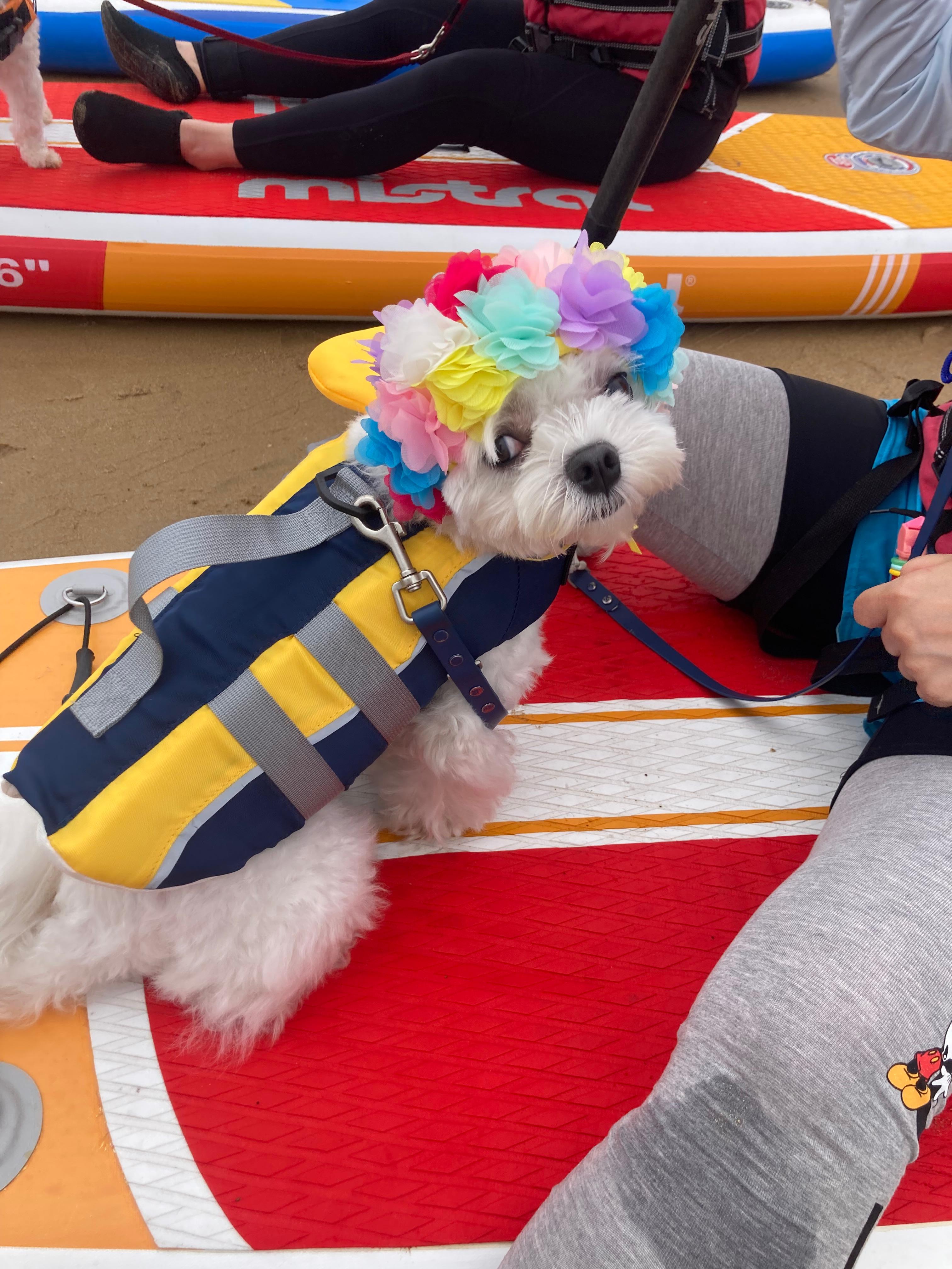 태안 패들보드 체험중