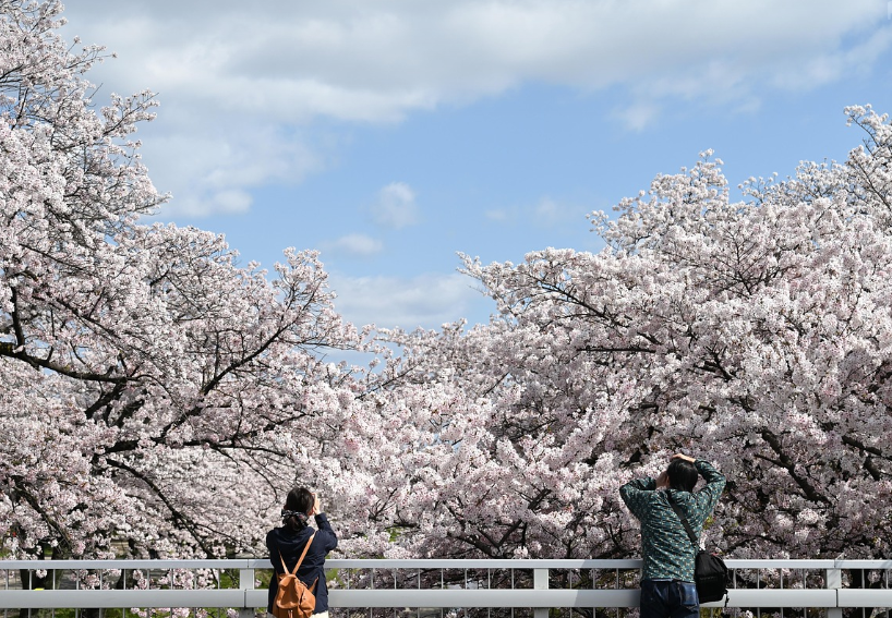 벚꽃 명소가 있는 해외 여행지 사진