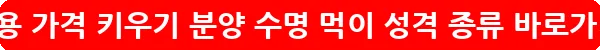 빠삐용 가격 키우기 분양 수명 먹이 성격 종류_11