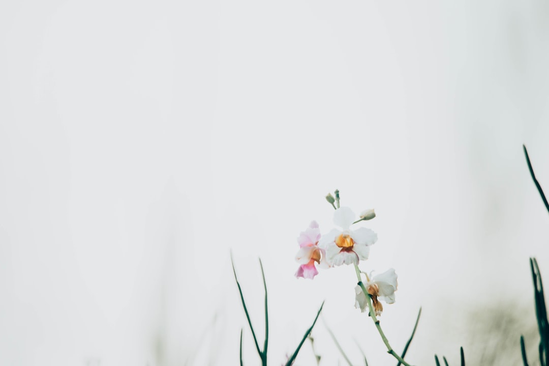 Bloom.