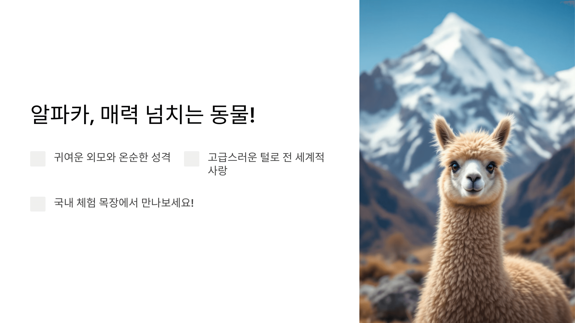 알파카 사진입니다.