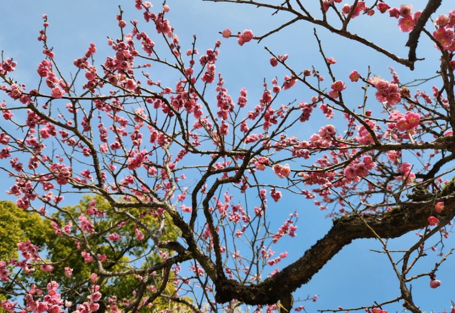 후쿠오카-여행-다자이후-텐만구-매화나무-핑크