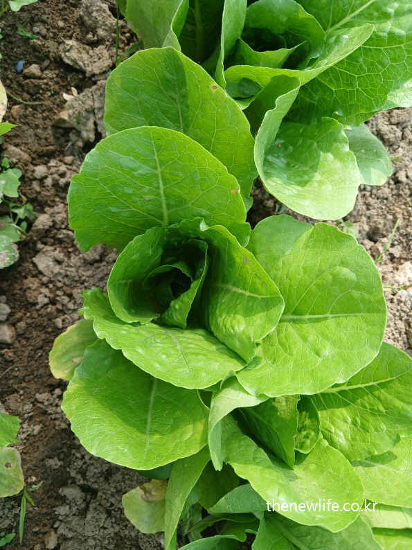 Close-up of a single romaine lettuce plant growing in soil – 흙 위에 자란 로메인 상추 하나의 클로즈업 장면