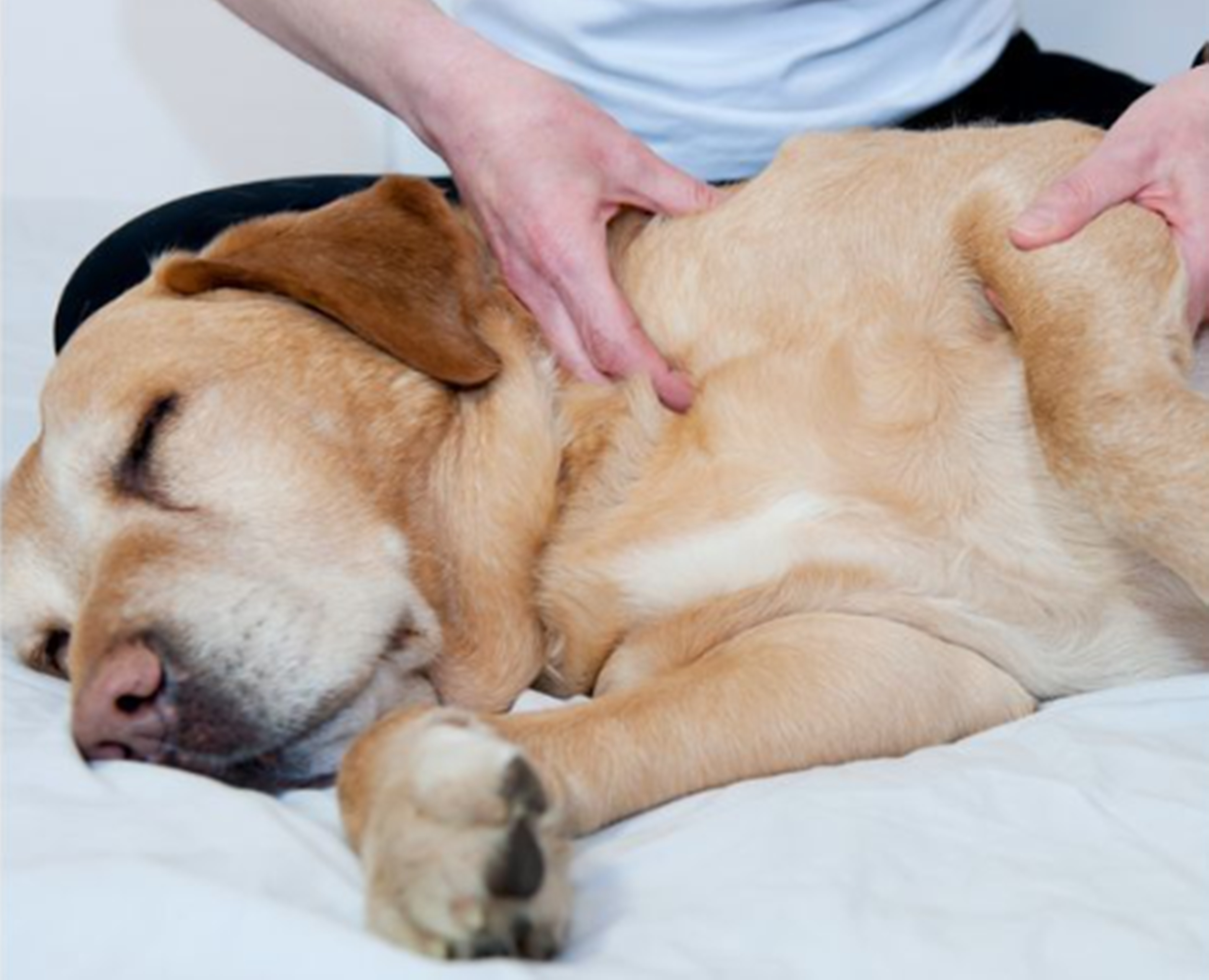 강아지다리마사지