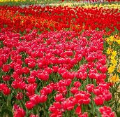 억만송이 봄꽃의 향연! 2025 피나클랜드 봄꽃축제 