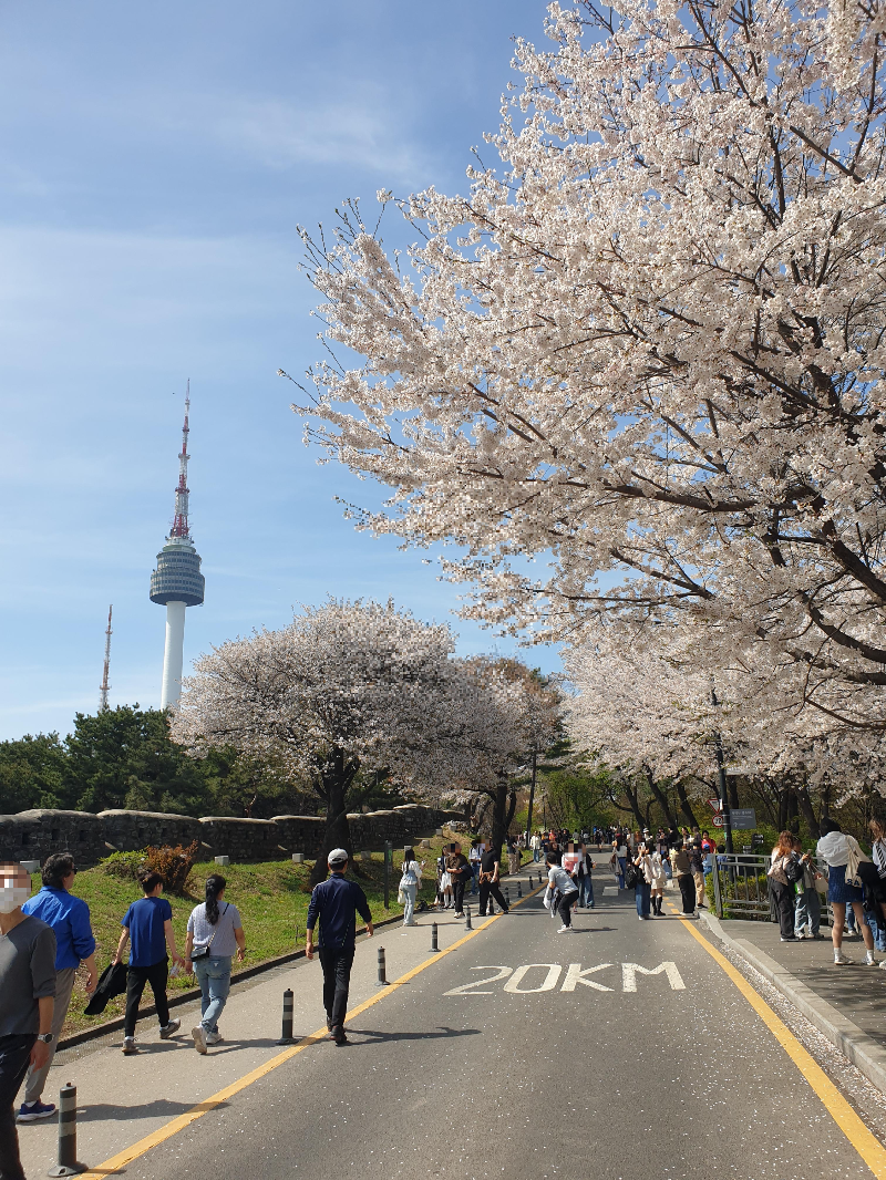 왼쪽 멀리 남산이 보인다. 길가 양쪽에는 벚꽃이 핀 벚꽃 나무가 쭉 늘어서 있다.