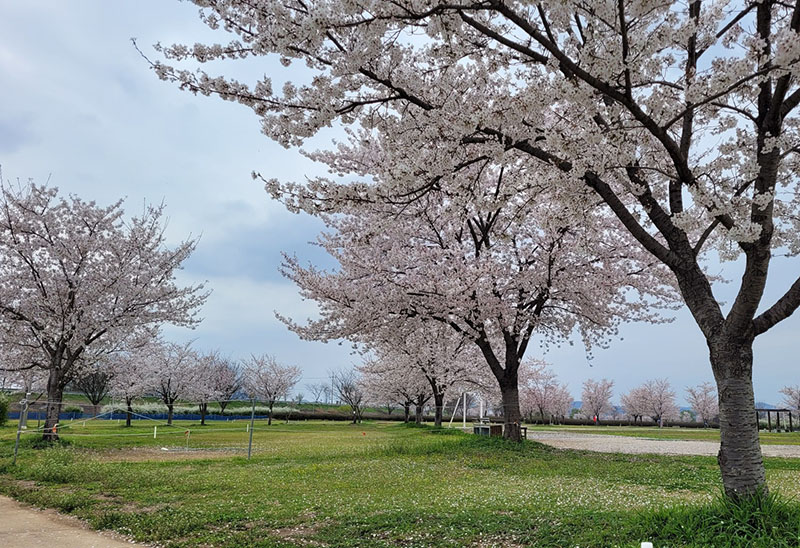 경상남도 칠서 강나루파크골프장 소개