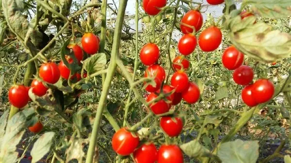 토마토 재배 지지대 설치 적심 유인 관리_9