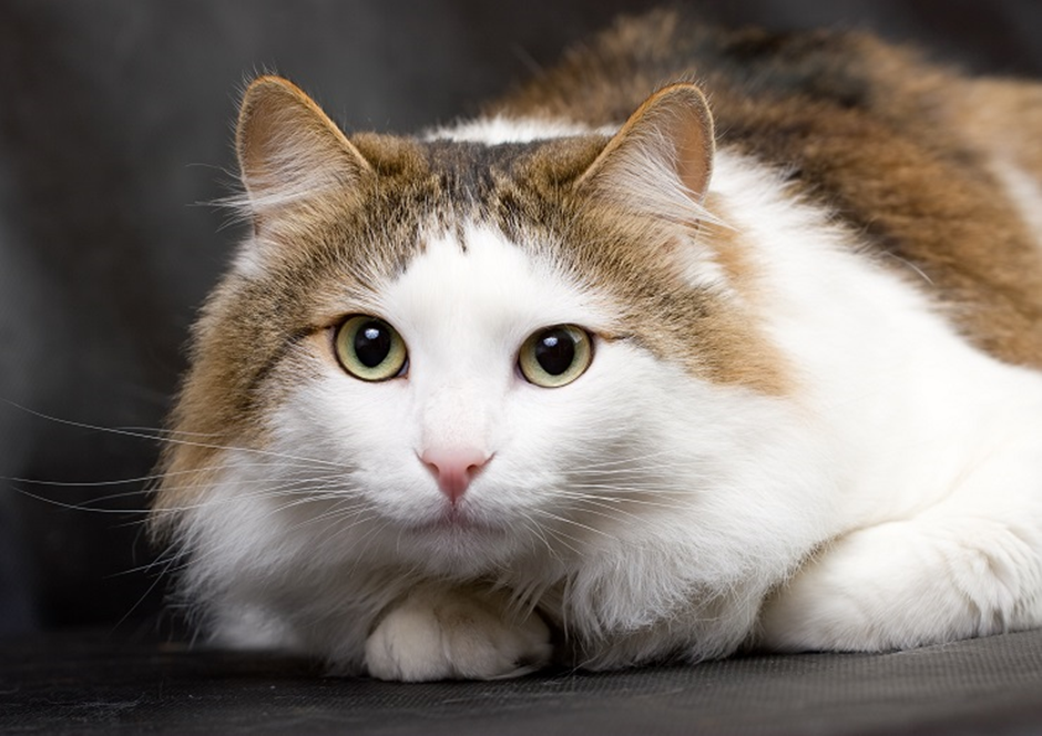 라가머핀 고양이 이미지 - 2